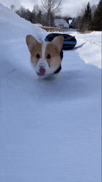 Corgi Cute Dog GIF
