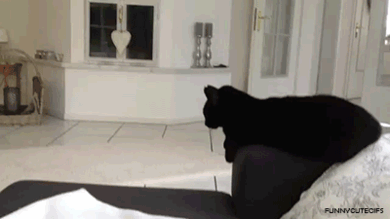 kitties GIF