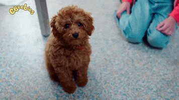 Dog Jumping GIF by CBeebies HQ