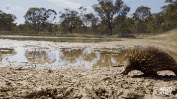 Walking By Episode 2 GIF by PBS
