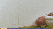 Souris GIF by CANAL+