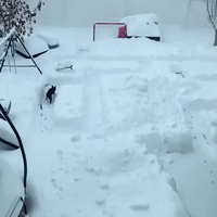 A-maze-ing! Dog Races Through Mini Snow Labyrinth After Winter Storm Hits Calgary