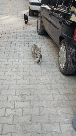 cuteanimalland giphyupload GIF