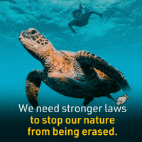 ausconservation ocean environment turtle conservation GIF