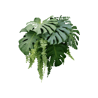 Leaf Leaves Sticker by Avonturia