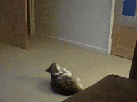 cats lol GIF