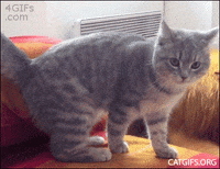 cats falling GIF