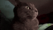 Radjabov GIF