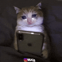 Cute Cat GIF