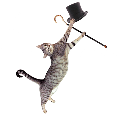cat tapdance GIF