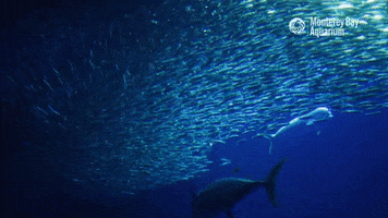 Open Sea School GIF by Monterey Bay Aquarium