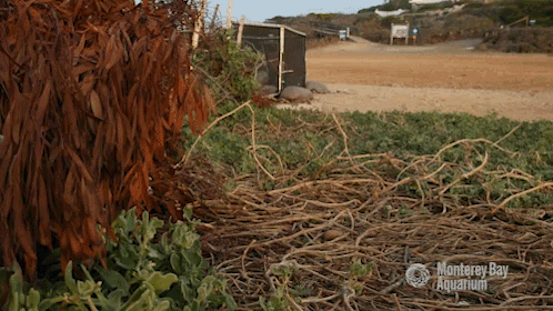 south africa birds GIF by Monterey Bay Aquarium