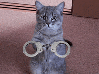 Cat GIF