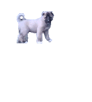 Dog Zimba Sticker by Ulker