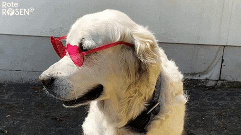 Rote Rosen Dog GIF by Studio Hamburg Serienwerft GmbH
