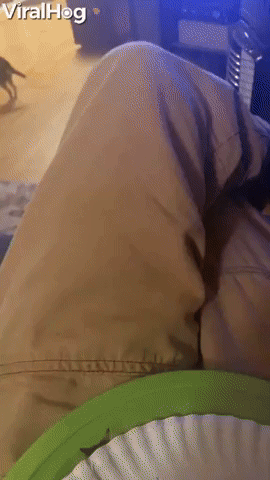 Dachshund Watches on Intently at Dinner Time
