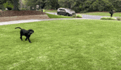 Black Dog Puppy GIF