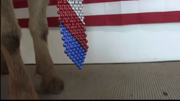 Patriotic Goat Is Prepared to Celebrate the Fourth of July