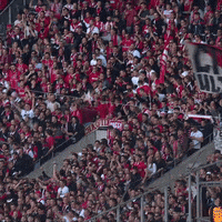 1 Fc Cologne Football GIF by 1. FC Köln