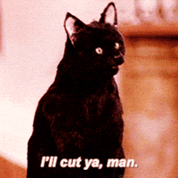 Cat Mean GIF