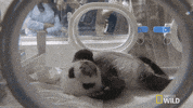panda GIF by Nat Geo Wild 