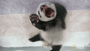 Tired Panda GIF by Nat Geo Wild