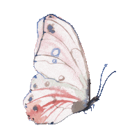 elistorycriativo borboleta elistorycriativo butterfly Sticker