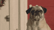 season 1 cats GIF by Animals