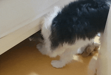 Dog Disappear GIF
