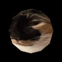 Cat Spin GIF