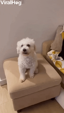 GIF by ViralHog