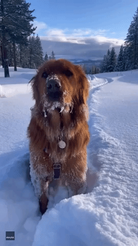 Snow Much Fun! Dogs Have a Blast in Fresh California Powder