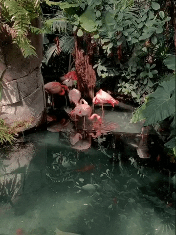 flamingo flamandrose GIF by Alice Hubert