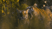 GIF by Our Planet