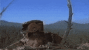 Dandan GIF by ustwo ltd