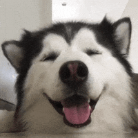 dog aww GIF by Danny Chang