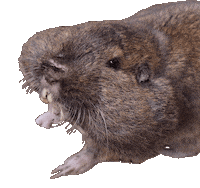 brookzhookz gopher brookzhookz Sticker