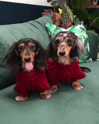 Dachshund Doxie GIF by beangoods