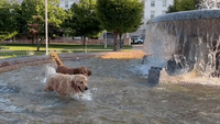 Golden Retrievers Play in Washington Fountain