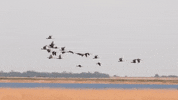 kansas GIF
