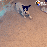 Dog GIF by The Dodo