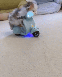Cat Kitty GIF