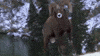 Bighorn Sheep Butting Heads GIF by Nat Geo Wild