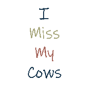 Cows Angus Sticker by Ash Valley Designs