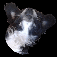 Dog Morir GIF by heyencadaetapa