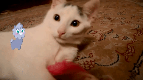 cat GIF