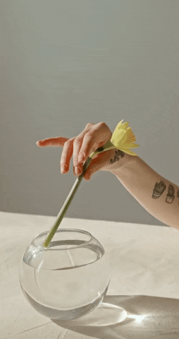 mauriceavrahm giphyupload GIF