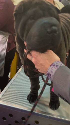 Dog Show GIF by Westminster Kennel Club