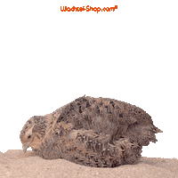 Wachtel-Shop quail quails wachtel wachtel-shop Sticker