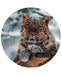 Барс Sticker by kchr
